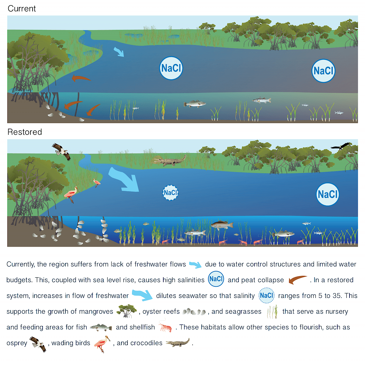 Currently, the region suffers from lack of freshwater flows due to water control structures and limited water budgets. This, coupled with sea level rise, causes high salinities and peat collapse. In a restored system, increases in flow of freshwater dilutes seawater so that salinity ranges from 5 to 35. This supports the growth of mangroves, oyster reefs, and seagrasses that serve as nursery and feeding areas for fish and shellfish. These habitats allow other species to flourish, such as osprey, wading birds, and crocodiles.